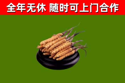 慈溪回收冬虫夏草